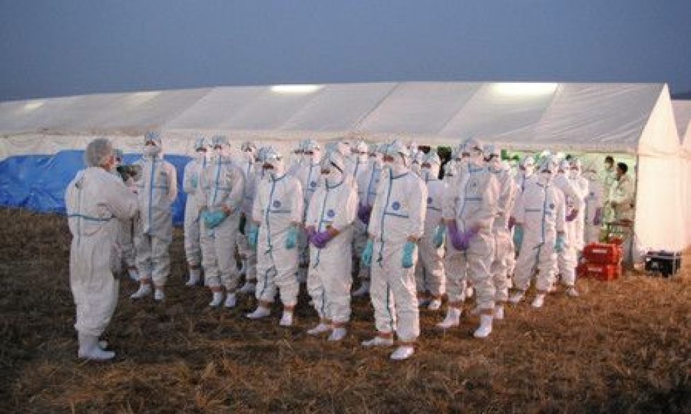Les ravages de la grippe aviaire au Japon : près de 10 millions de volailles abattues