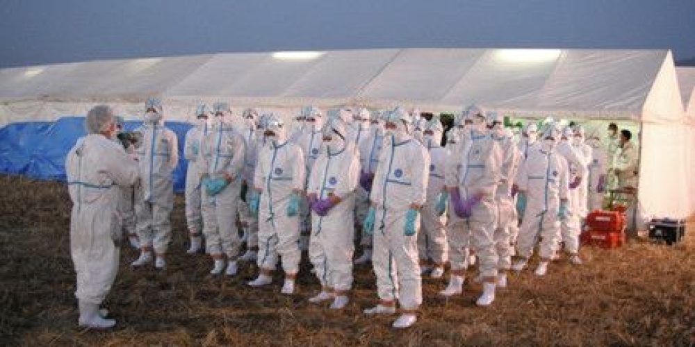 Les ravages de la grippe aviaire au Japon : près de 10 millions de volailles abattues