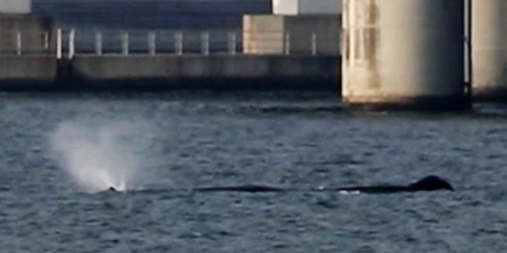 [Vidéo] Un cétacé de huit mètres est entré dans la baie d’Osaka et n’en ressort pas