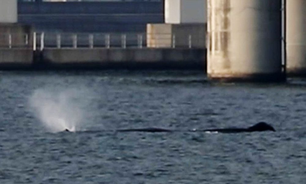 [Vidéo] Un cétacé de huit mètres est entré dans la baie d’Osaka et n’en ressort pas