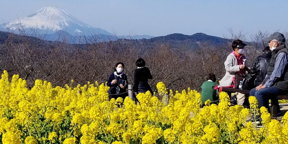 [Vidéo] Deux sublimes paysages en un : le mont Fuji et 60 000 fleurs de colza