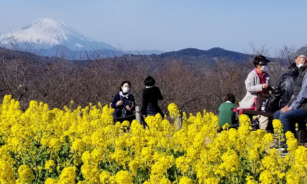 [Vidéo] Deux sublimes paysages en un : le mont Fuji et 60 000 fleurs de colza