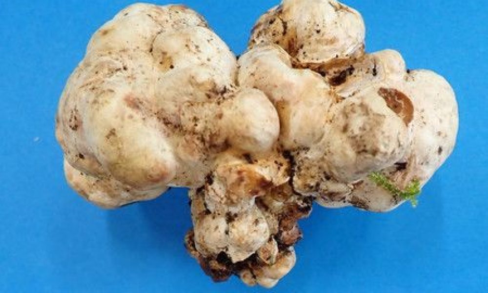 Essai réussi : le Japon cultive des truffes blanches pour la première fois