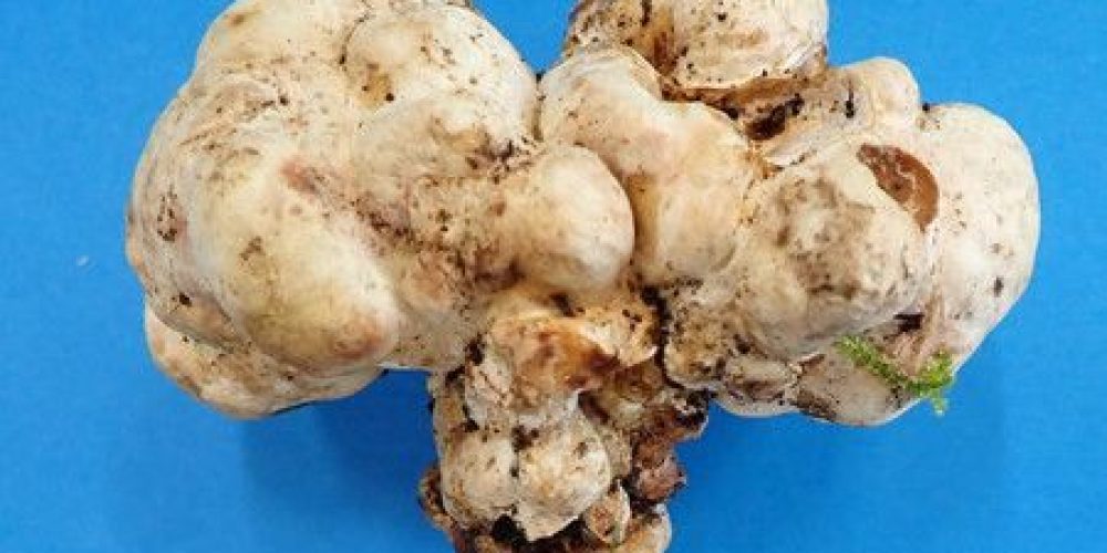 Essai réussi : le Japon cultive des truffes blanches pour la première fois