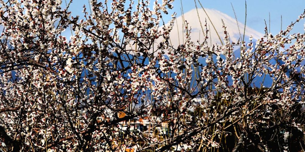 [Vidéo] Le mont Fuji veille sur un magnifique bosquet de pruniers en fleur
