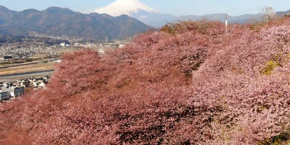 [Vidéo] Un panorama nippon : les cerisiers précoces fleurissent sous le regard du mont Fuji