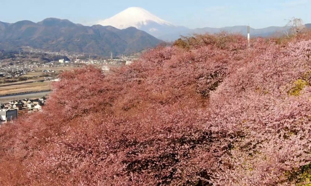[Vidéo] Un panorama nippon : les cerisiers précoces fleurissent sous le regard du mont Fuji