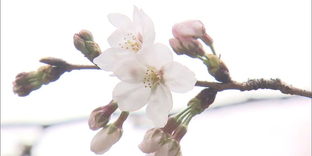 La saison 2023 des cerisiers en fleur a officiellement débuté à Tokyo