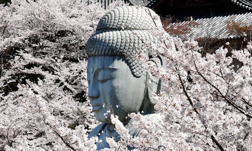 [Vidéo] Le Bouddha embelli par une multitude de cerisiers en fleur