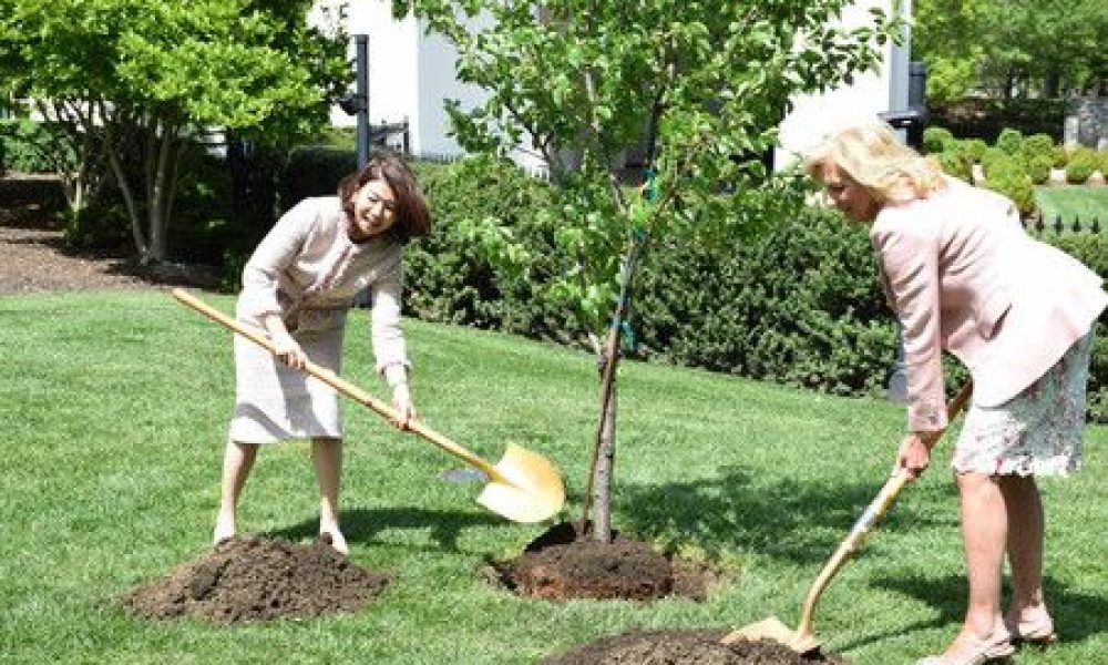 « Le symbole de notre amitié éternelle » : les deux Premières dames du Japon et des États-Unis plantent un cerisier