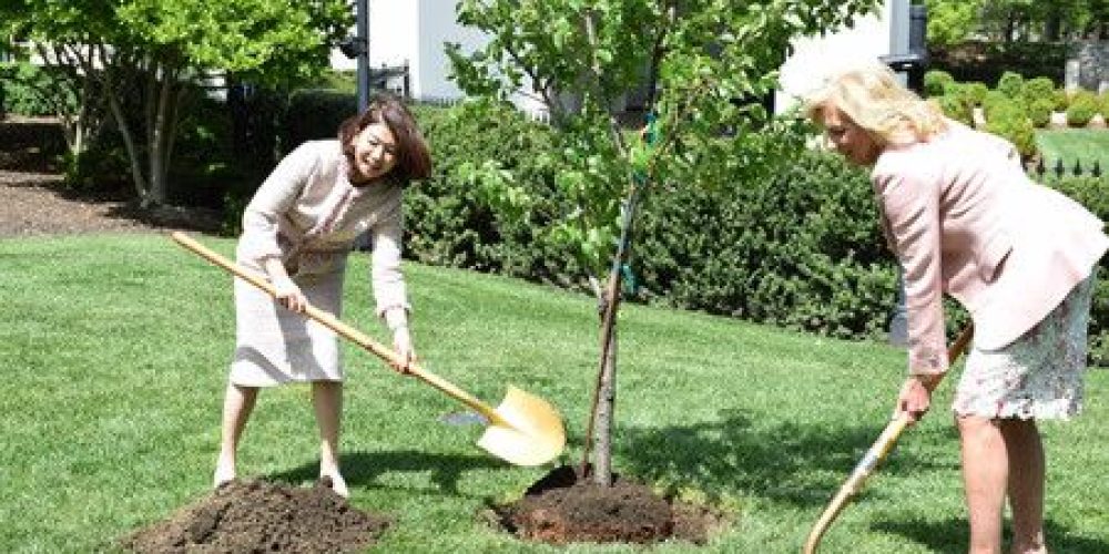 « Le symbole de notre amitié éternelle » : les deux Premières dames du Japon et des États-Unis plantent un cerisier