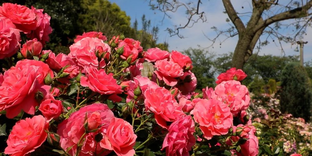 [Vidéo] Les roses à l’honneur au parc Nabana no Sato, près de Nagoya