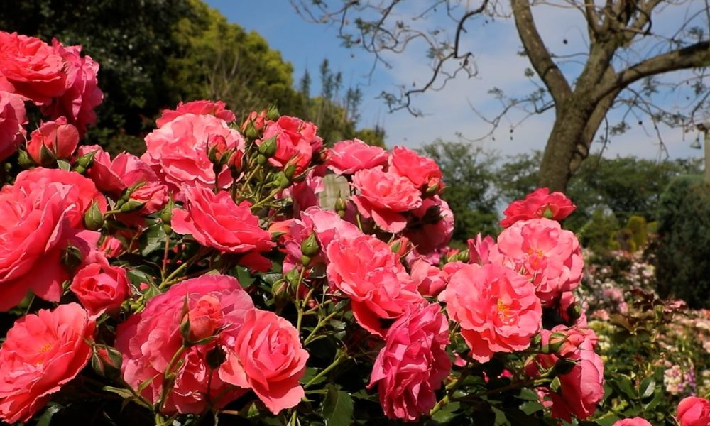 [Vidéo] Les roses à l’honneur au parc Nabana no Sato, près de Nagoya
