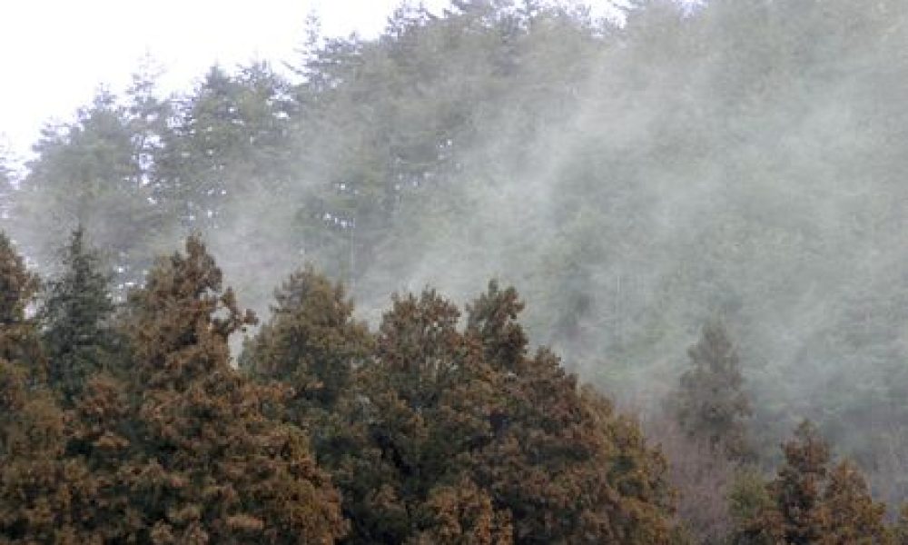 Allergies au pollen : le Japon compte abattre un maximum de forêts de cyprès
