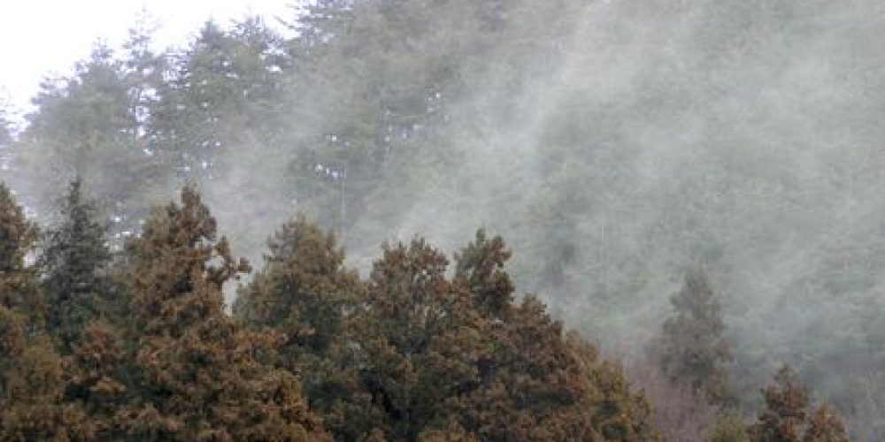 Allergies au pollen : le Japon compte abattre un maximum de forêts de cyprès