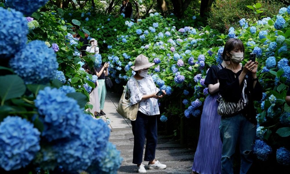 [Vidéo] À Kamakura, le « temple des hortensias » comble les visiteurs