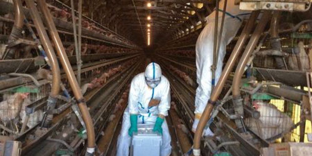 La grippe aviaire a été éradiquée au Japon