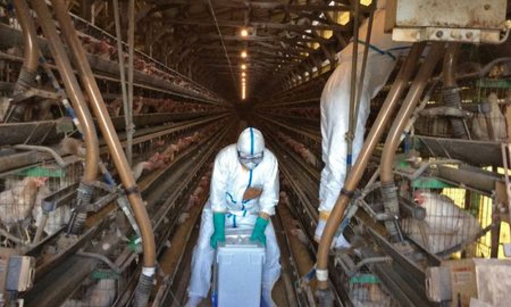 La grippe aviaire a été éradiquée au Japon