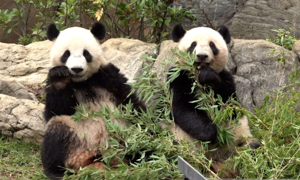 [Vidéo] Les pandas jumeaux du zoo de Ueno fêtent leurs deux ans