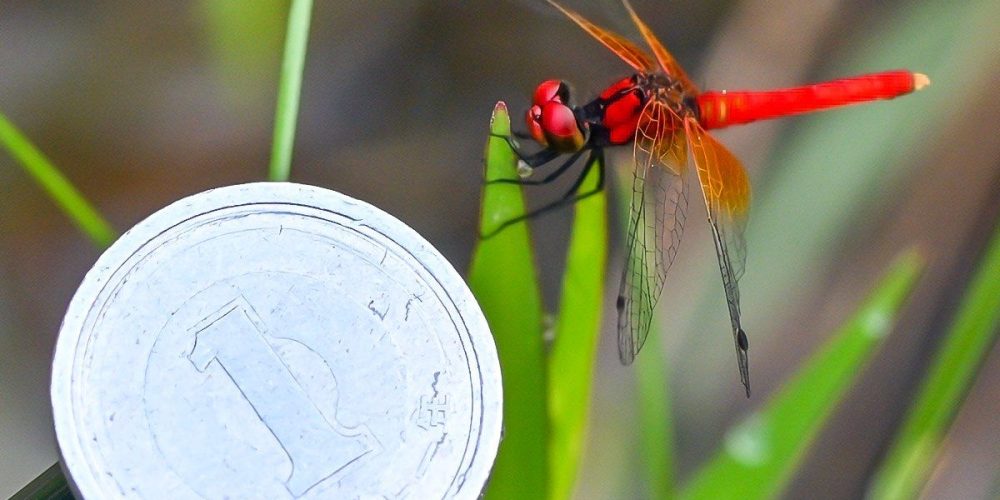Fragile naine écarlate : l’une des plus petites libellules au monde peut s’admirer à Wakayama