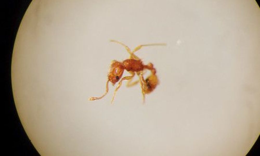 Des fourmis électriques ont pénétré pour la première fois au Japon