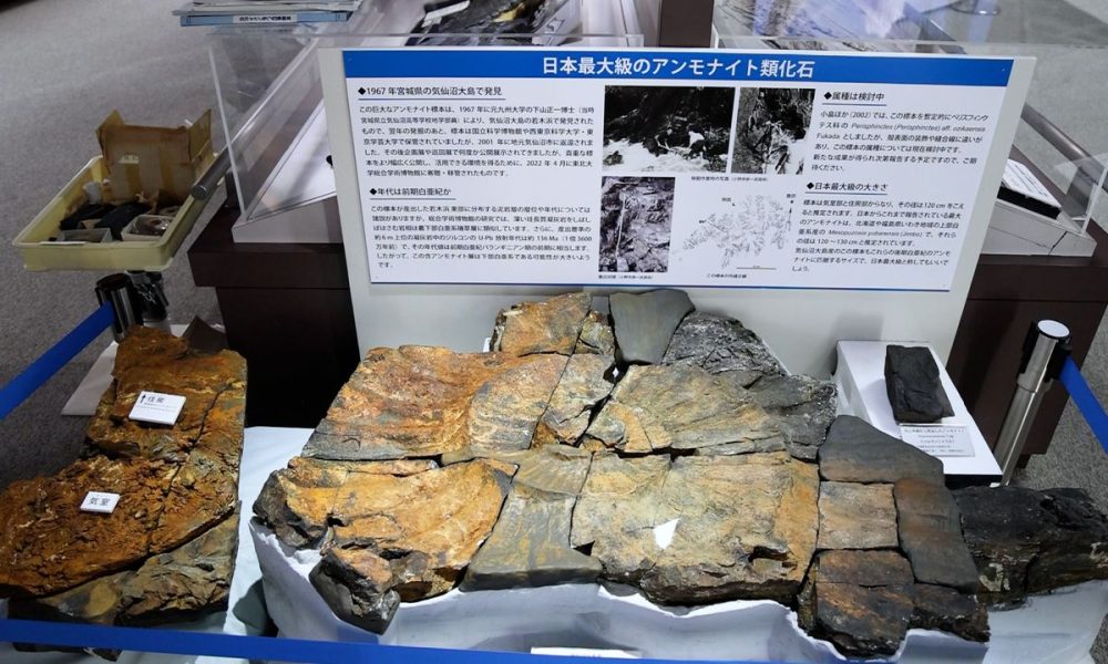 [Vidéo] L’un des plus grands fossiles d’ammonite au monde exposé à Sendai