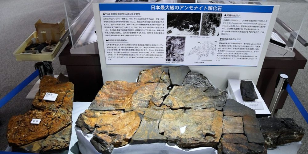 [Vidéo] L’un des plus grands fossiles d’ammonite au monde exposé à Sendai