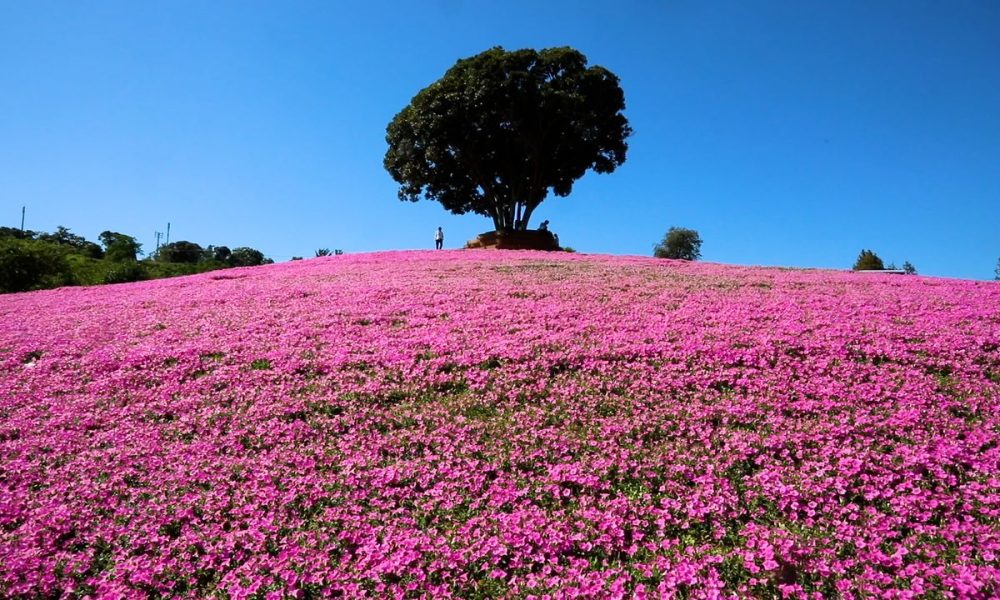 [Vidéo] Mother Bokujô, à Chiba, un paradis pour les pétunias