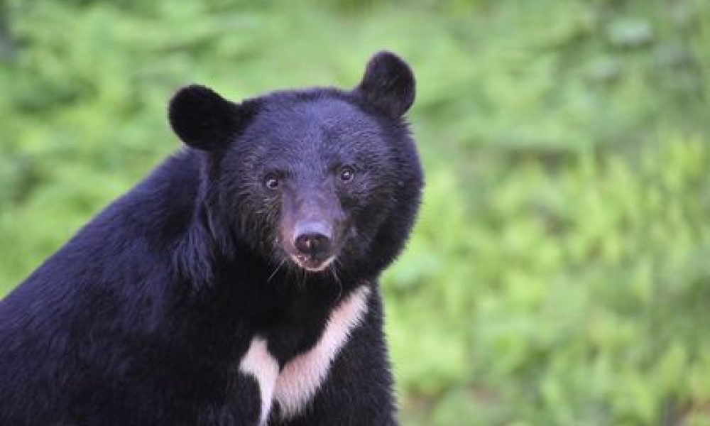 Environnement : le nombre d’attaques d’ours a atteint un record au Japon