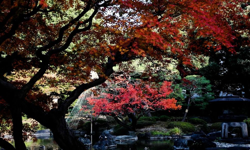 [Vidéo] Les jardins de Kyû-Furukawa aux couleurs de l’automne