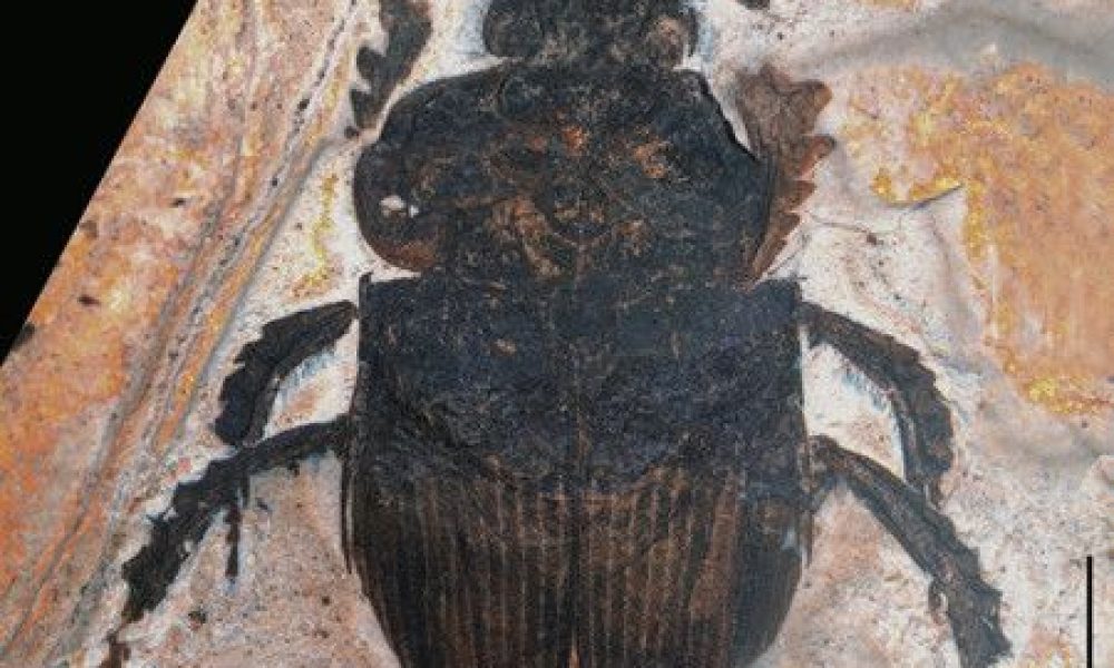 Le fossile d’une nouvelle espèce de scarabée découvert en plein cours dans un lycée de Yokohama