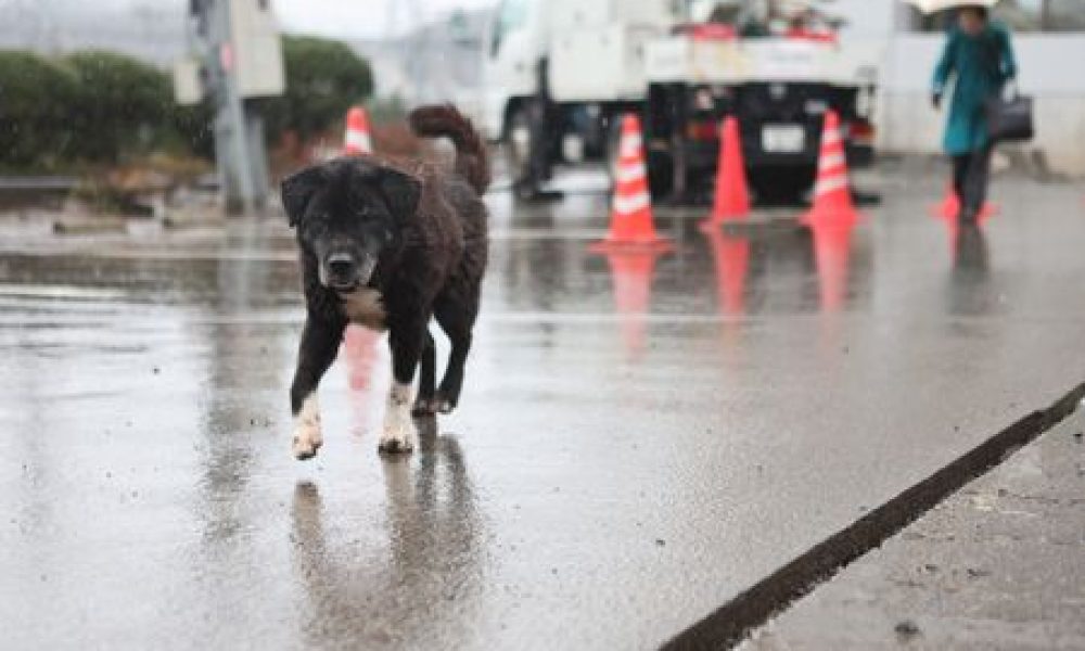 Près de 90 % des Japonais ont déjà réfléchi au moyen d’évacuer leurs animaux domestiques en cas de catastrophe
