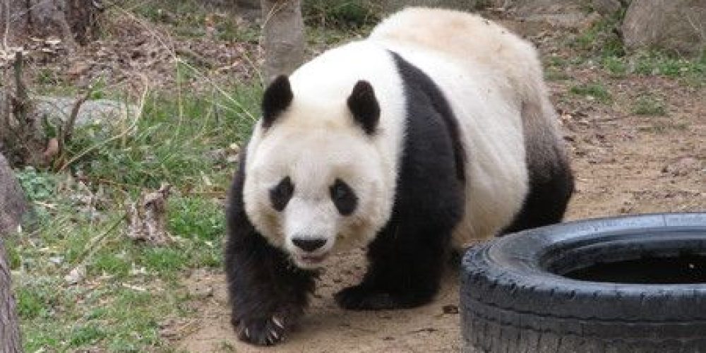 Le plus vieux panda du Japon est décédé à Kobe