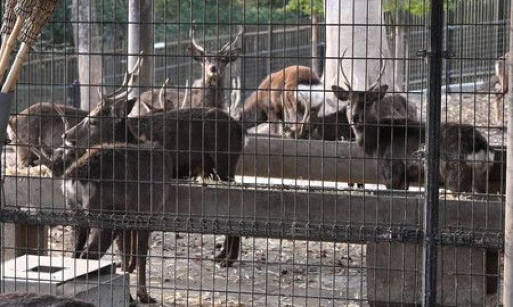 Les daims « à problème » de Nara : la zone d’abattage des animaux pourrait être étendue