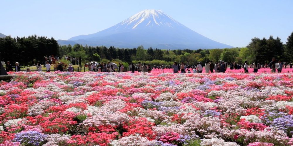 [Vidéo] Fuji Shiba-zakura : un tapis de « cerisiers-pelouse » devant le mont Fuji