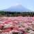 [Vidéo] Fuji Shiba-zakura : un tapis de « cerisiers-pelouse » devant le mont Fuji