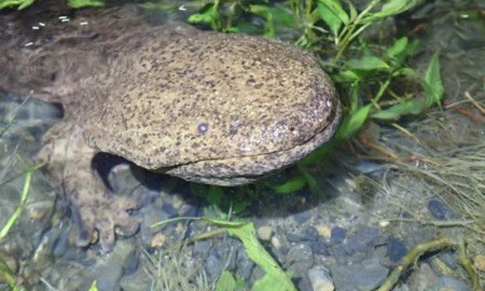 La salamandre géante de Chine a été désignée comme espèce invasive au Japon