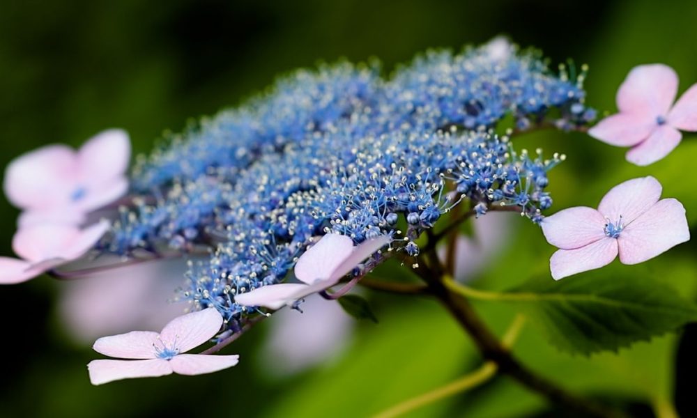 [Vidéo] Les hortensias sont en fleur dans le quartier d’affaires d’Akasaka