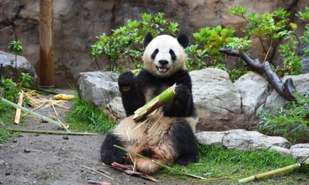 Xiao Xiao et Lei Lei : le temps est compté pour le transfert des pandas jumeaux en Chine