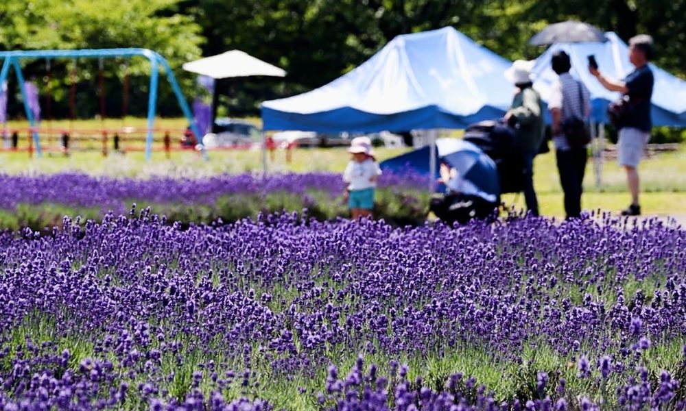 [Vidéo] Un champ de lavandes à admirer à Akita