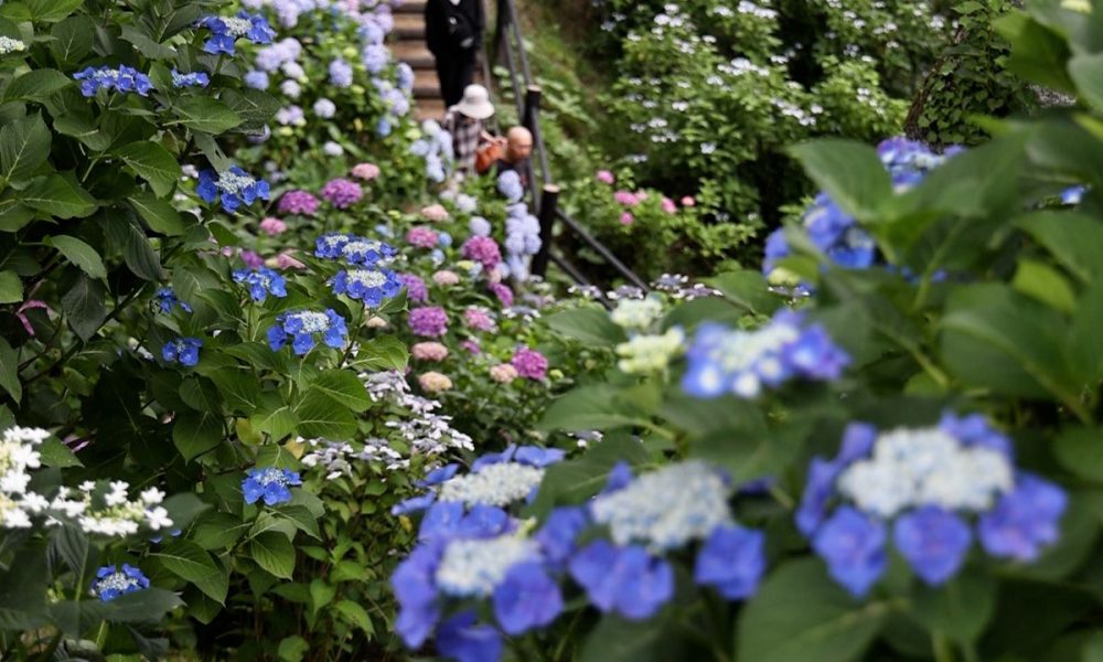 [Vidéo] Au parc du château de Funaoka, c’est la floraison des hortensias