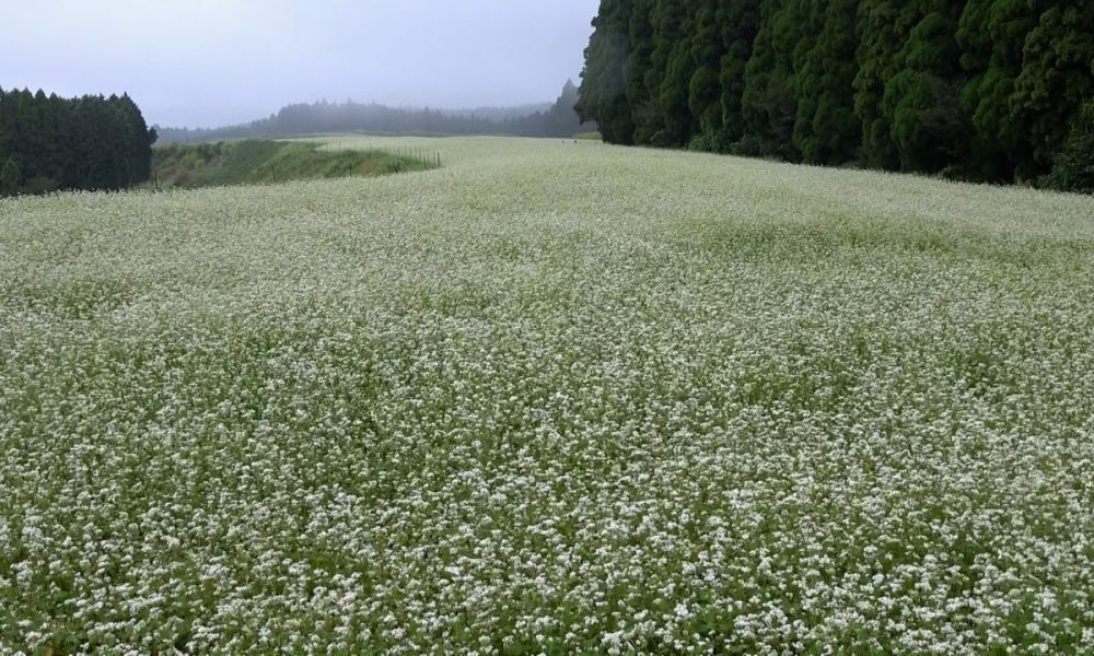 [Vidéo] Un tapis blanc de fleurs de sarrasin à Kumamoto, le signe du début de l’automne