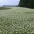 [Vidéo] Un tapis blanc de fleurs de sarrasin à Kumamoto, le signe du début de l’automne