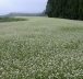 [Vidéo] Un tapis blanc de fleurs de sarrasin à Kumamoto, le signe du début de l’automne