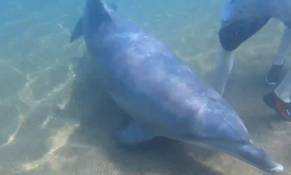 Au Japon, un nombre croissant de baigneurs se font mordre par les dauphins