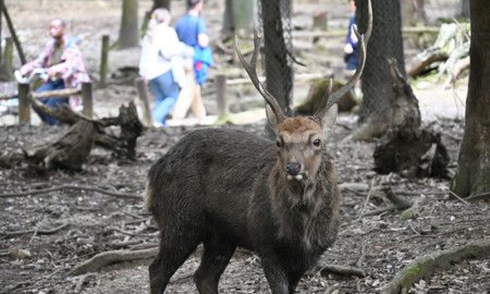 Le nombre de touristes blessés par les daims du parc de Nara est en augmentation