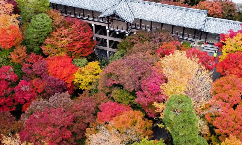 [Vidéo] Le temple Tôfuku-ji, un bijou coloré de Kyoto pendant la saison automnale