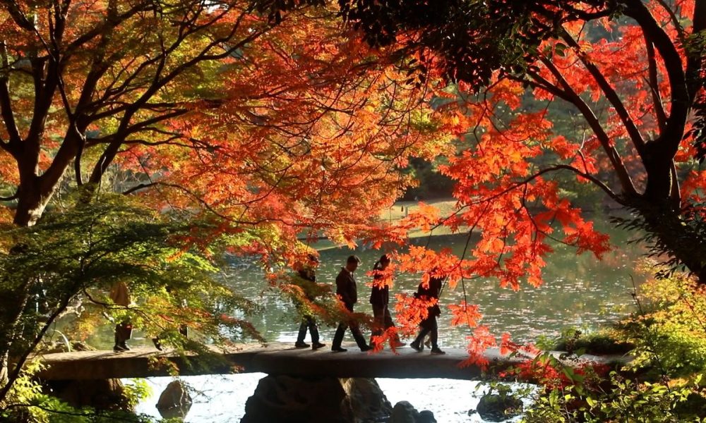 [Vidéo] Le jardin Rikugi-en et les jardins de Kyû-Furukawa offrent de beaux paysages d’automne