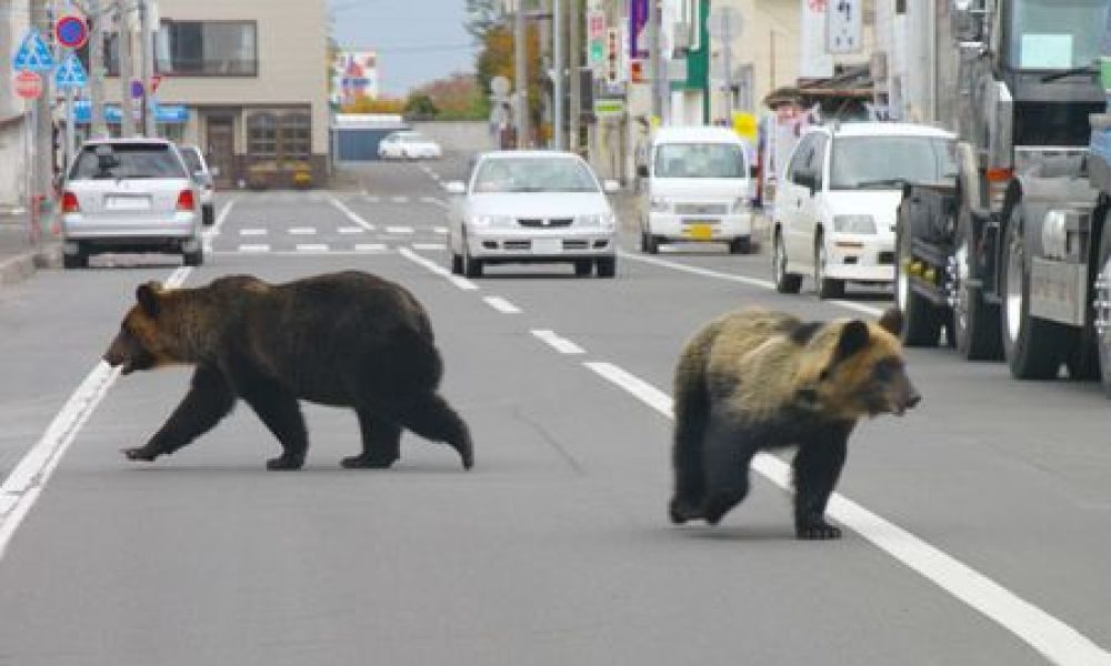 Le Japon donne son feu vert pour l’abattage des ours qui pénètrent dans les zones urbaines