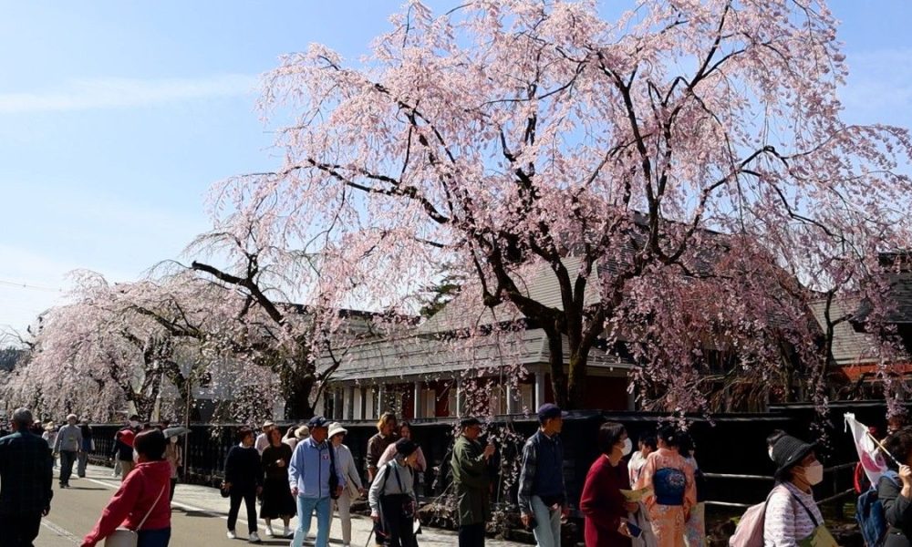 [Vidéo] Les cerisiers pleureurs sont en fleur à Kakunodate, au nord-est du Japon